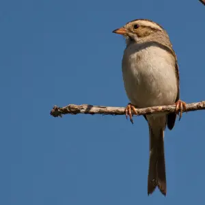 A Clay-colored Sparrow perching on a branch.