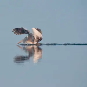 Spot Billed Pelican Landing