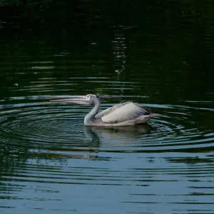 Spot Billed Pelican Rippling