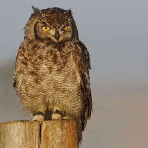 Spotted eagle owl, Bubo africanus, at Dullstroom Bird of Prey & Rehabilitation Centre (captive, tame, flown).