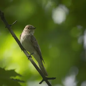 Spotted flycatcher (Muscicapa striata) perched on a branch.

Mucho??wka szara (Muscicapa striata) siedz?ca na ga??zi.