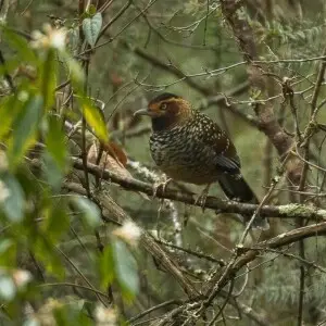 Spotted Laughingthrush - Eaglenest - India_FJ0A8177