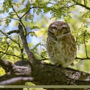 Spotted Owlet (Athene brama) captured at Uggali, Khushab, Punjab, Pakistan