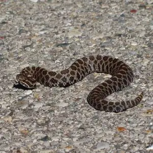 Spotted this eastern massasauga rattlesnake out in the wild. This little guy/gal was resting on the warm pavement sunbathing since the weather was a bit cold today. It is Michigan's only venomous snake and a rare sight.