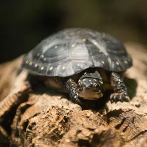 Spotted turtle resting on log at Oakland Zoo