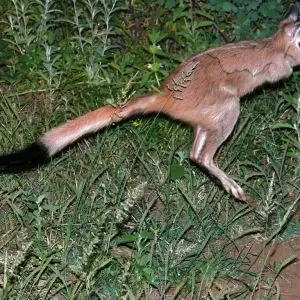 South African Springhare - Facts, Diet, Habitat & Pictures on Animalia.bio