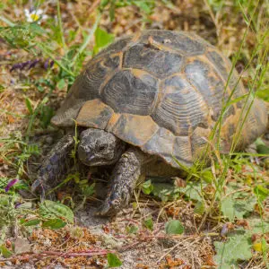 Spur-thighed tortoise (Testudo graeca)  Lafionas Lesvos 11/05/16