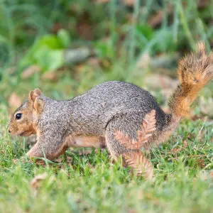 Squirrel burying nut in Ohlone Park, Berkeley