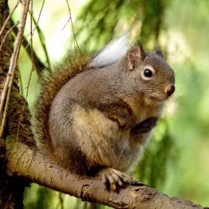 Squirrel- Douglas (Tamiasciurus douglasii) 6