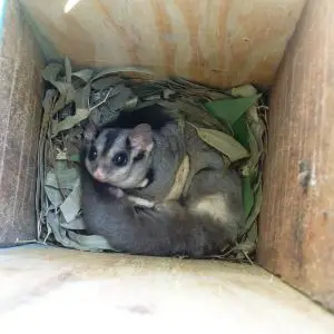 Squirrel Gliders in Nestbox