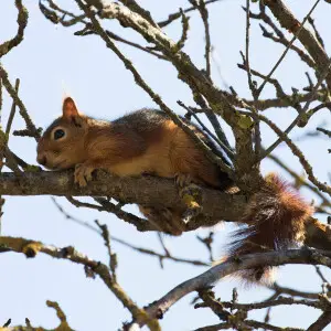 A Caucasian Squirrel (Sciurus anomalus) resting on the branches of a tree. Saimbeyli - Adana, Turkey.