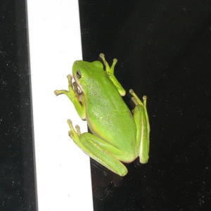 Squirrel tree frog