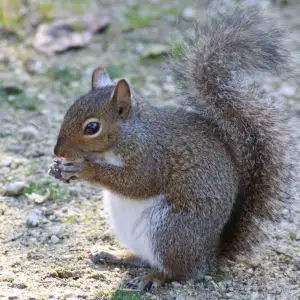 Squirrels eating peanuts and popcorn in Strybing Arboretum