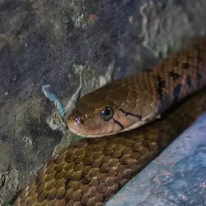 Checkered Keelback - Facts, Diet, Habitat & Pictures on Animalia.bio