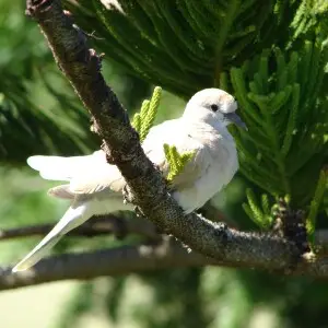 Barbary Dove. Location: Maui, Eddie Tam Makawao
