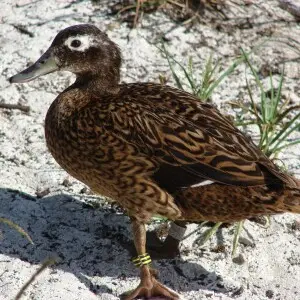 Eleusine indica (habit with Laysan duck). Location: Midway Atoll, Flag field Sand Island