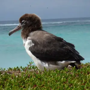 starr-170620-0112-Sesuvium_portulacastrum-with_Laysan_Albatross_chick_view_ocean-South_Eastern_Island-Midway_Atoll