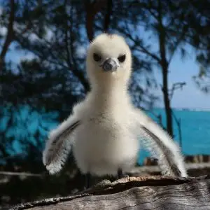starr-170626-0135-Casuarina_equisetifolia-White_Tern_chick-South_East_End_Sand_Island-Midway_Atoll