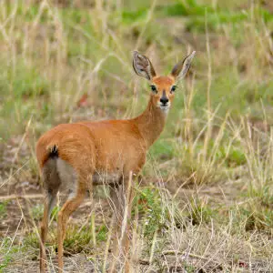 Steenbok (Raphicerus campestris) female