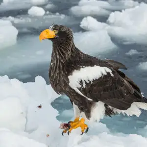 Steller’s Sea Eagles on sea ice near Rausu, Hokkaido