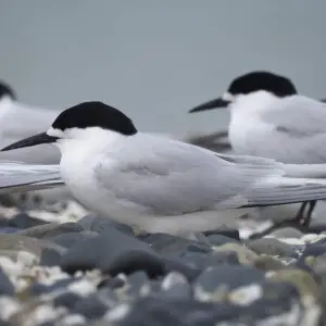 White-fronted Tern Sterna striata, breeding plumage, Kaiaua, Firth Of Thames, Waikato, New Zealand.