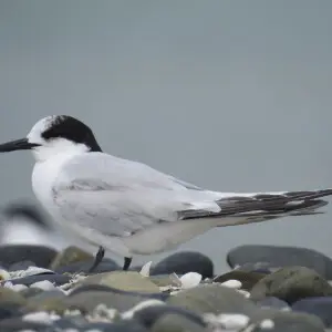 White-fronted Tern Sterna striata, non-breeding plumage, Kaiaua, Firth Of Thames, Waikato, New Zealand.