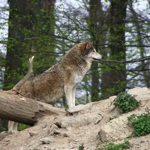 Eastern Wolf photo