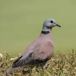 A male Red Turtle Dove at a golf course (Tampines Course, Tanah Merah Country Club) in Singapore.