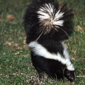 Striped Skunk (Pepe le Who)