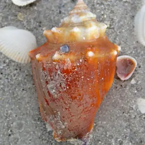 Strombus alatus Gmelin, 1791 - Florida fighting conch (abapertural view) in Florida, USA.
The gastropods (snails &amp; slugs) are a group of molluscs that occupy marine, freshwater, and terrestrial environments.  Most gastropods have a calcareous external