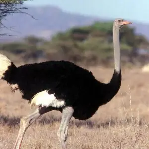 Somali ostrich male, Samburu, Kenya