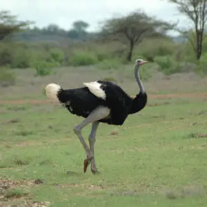 Somali ostrich - Samburu