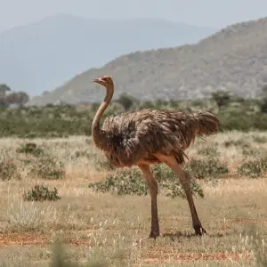 A female Somali Ostrich at Samburu National Reserve, Kenya.