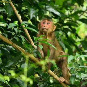 Stump-tailed Macaque, Macaca arctoides in Kaeng Krachan np