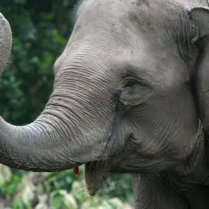 Sumatran elephant in Tesso Nilo National Park, Indonesia