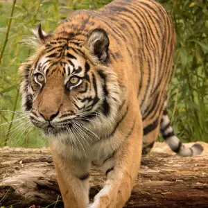 500px provided description: Sumatran Tiger [#Tiger ,#Sumatran Tiger ,#Big Cat]