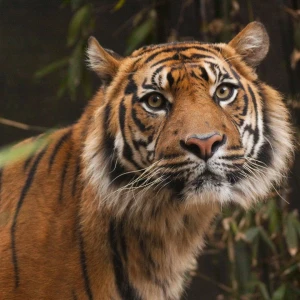 Sumatran Tiger