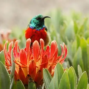 Greater Double-collared Sunbird (Cinnyris afer) on Protea roupelliae; Giants Castle Nature Reserve, KwaZulu-Natal.