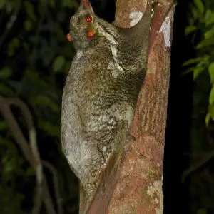 Sunda Flying Lemur (Galeopterus variegatus)
