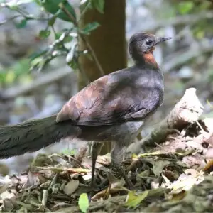 Superb Lyrebird (Menura novaehollandiae)