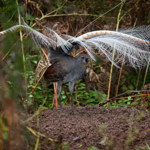 Superb Lyrebird dancing on courtship mound. Dandenong Ranges National Park
