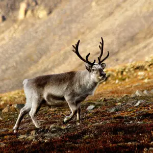 Reindeer - Facts, Diet, Habitat & Pictures On Animalia.bio