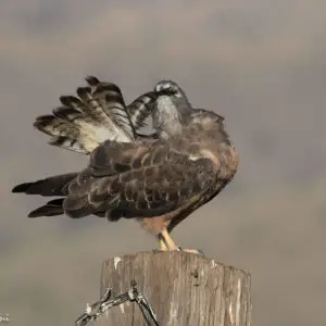 Swainson's Hawk (intermediate morph) | Tex Canyon Rd & Hwy 80 | AZ|2017-09-27|08-02-41.jpg