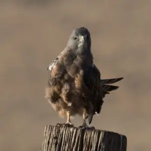 Swainson's Hawk (intermediate morph) | Tex Canyon Rd & Hwy 80 | AZ|2017-09-27|08-05-59