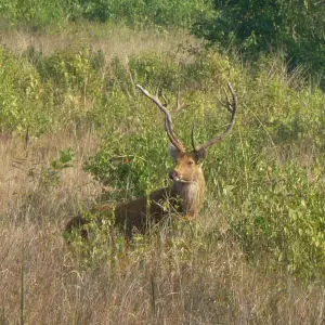 Swamp Deer or Barasingha, Stag. Cervus duvauceli branderi