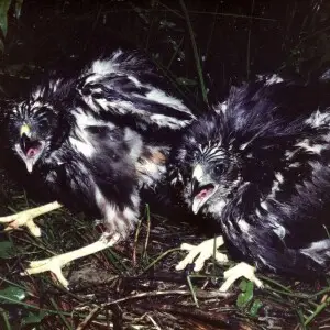 Swamp Harrier chicks Circus approximans discovered in a nest in a swampy area on a kiwifuit orchard near Waihi, New Zealand, circa 1988. Image scanned from original print, best viewed in large format. Note the hedgehog carcass presumably caught for the ch