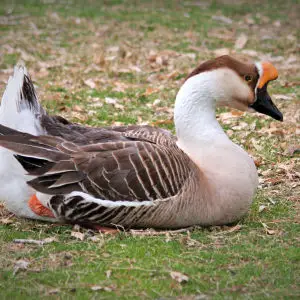 Swan goose