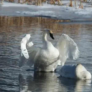 Swans on Flat Creek
