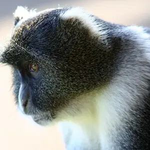 Photograph, Sykes' Monkey, Cercopithecus albogularis kolbi (head in profile) taken at Kenya Mountain Lodge, Kenya.