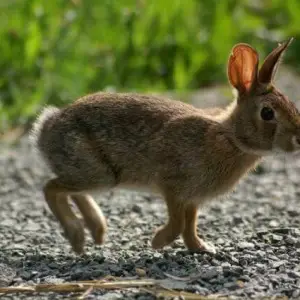 New England Cottontail - Facts, Diet, Habitat & Pictures on Animalia.bio